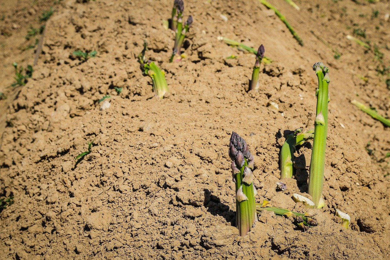 asparagus-3381085_1280