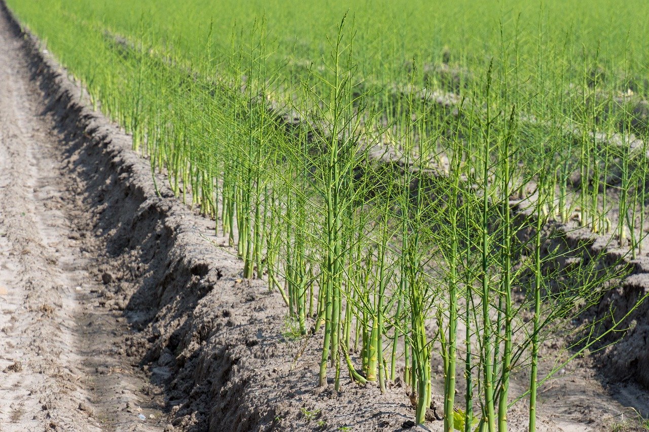asparagus-3476898_1280