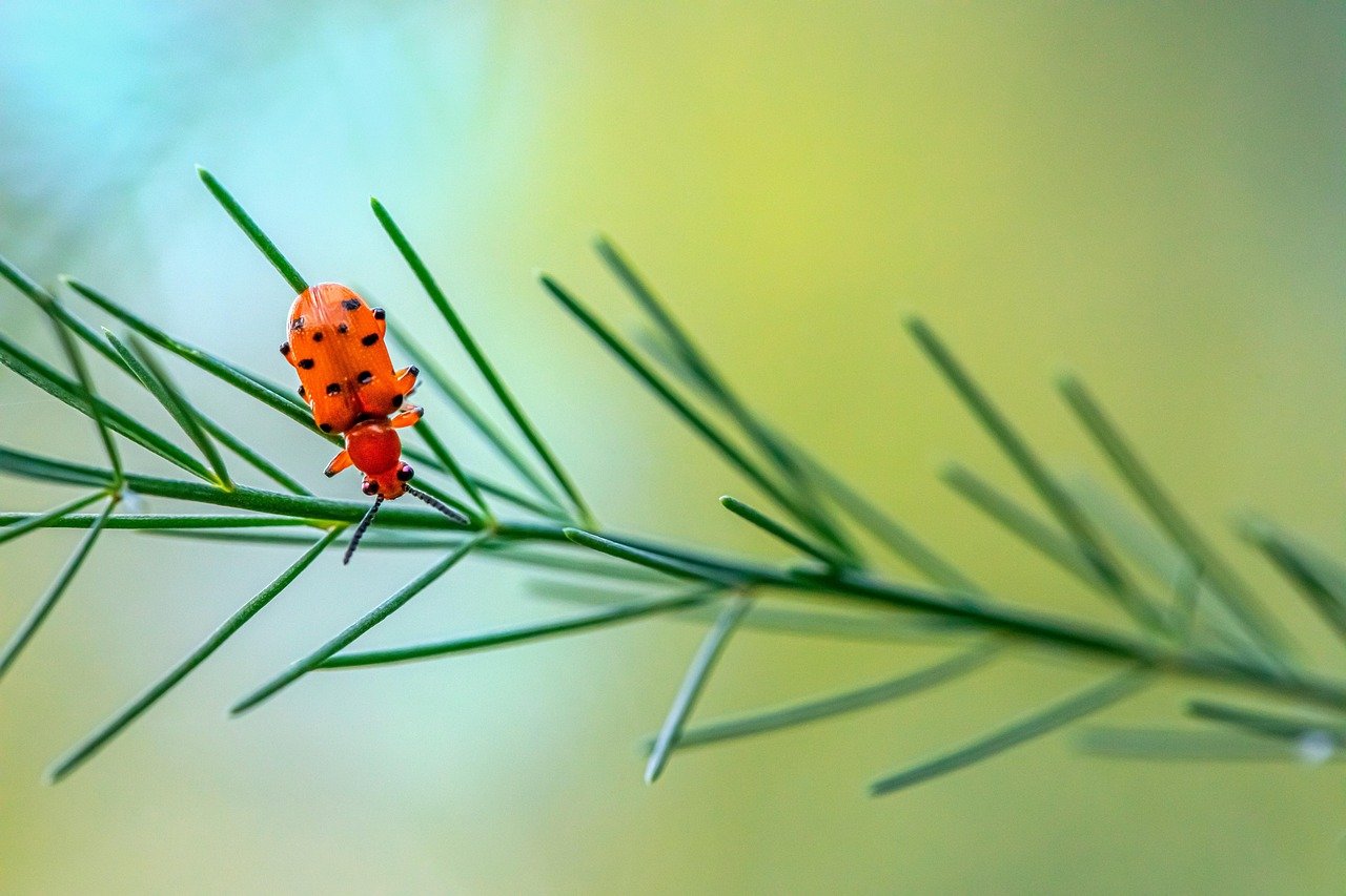 spotted-asparagus-beetle-7435172_1280