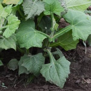 achat plant yacon poire de terre
