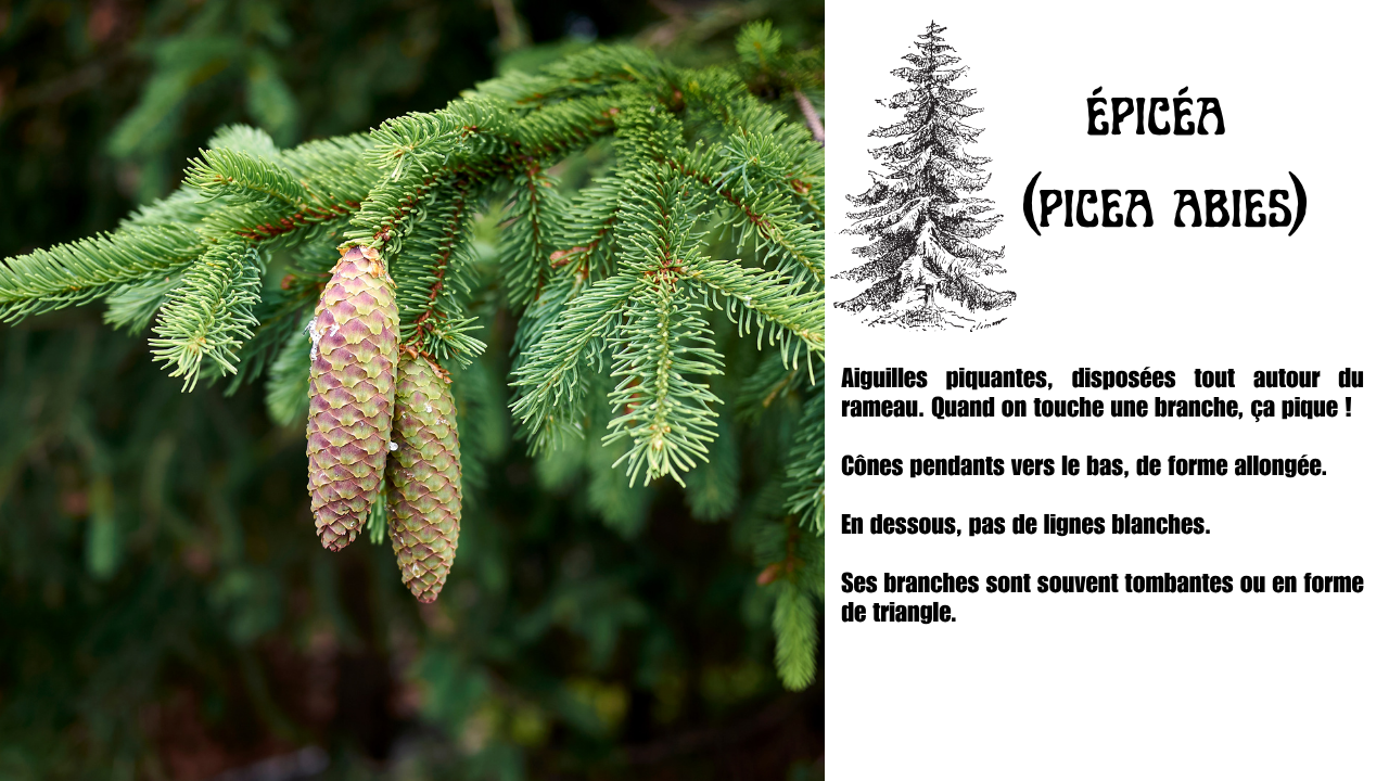 comment reconnaitre epicea picea abies comment reconnaitre épicéa picea abies