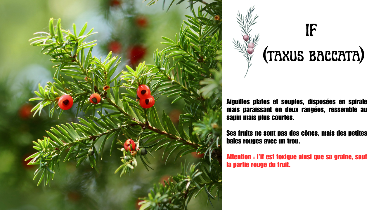 comment reconnaitre if taxus baccata comment reconnaitre if taxus baccata