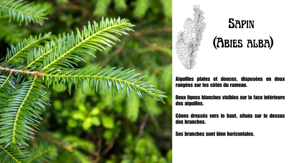 comment reconnaitre sapin abies alba comment reconnaitre sapin abies alba
