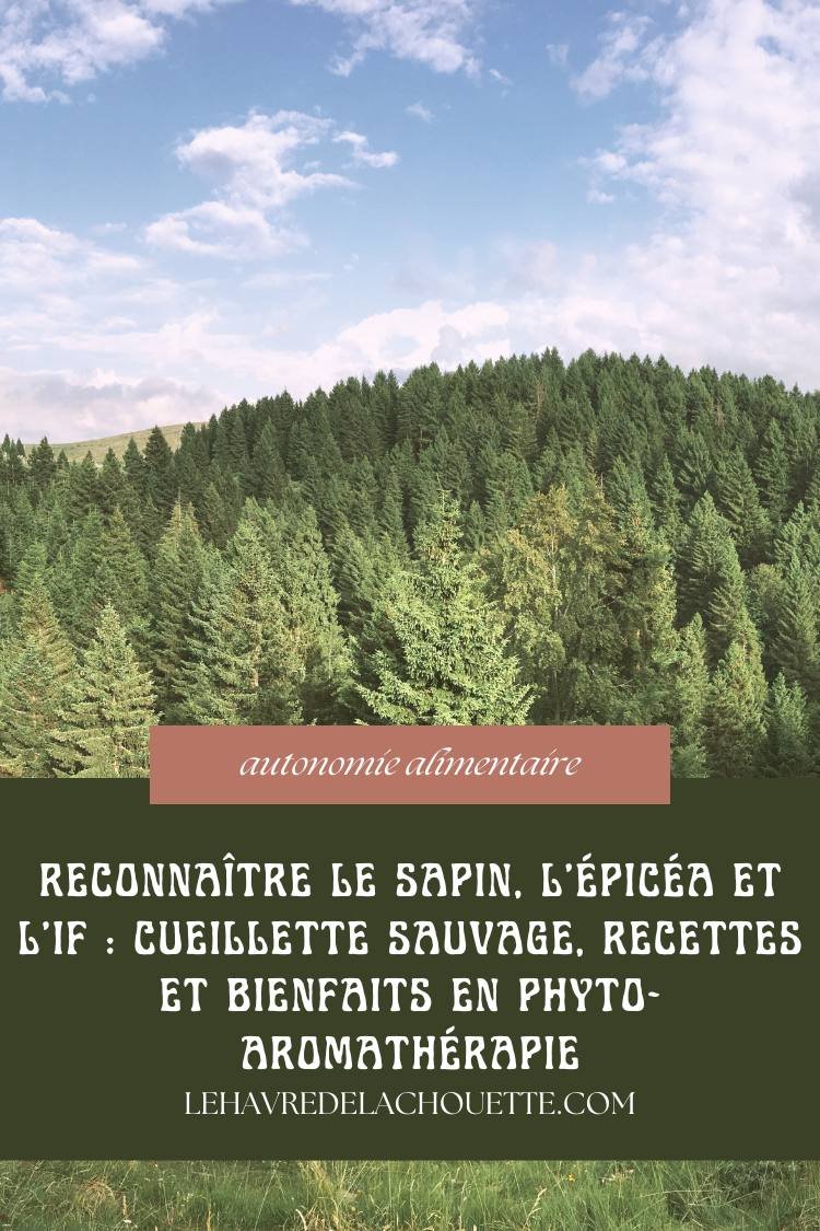 comment reconnaitre sapin épicéa if