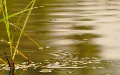 Plantes aquatiques comestibles : pourquoi les inviter dans votre bassin naturel ?