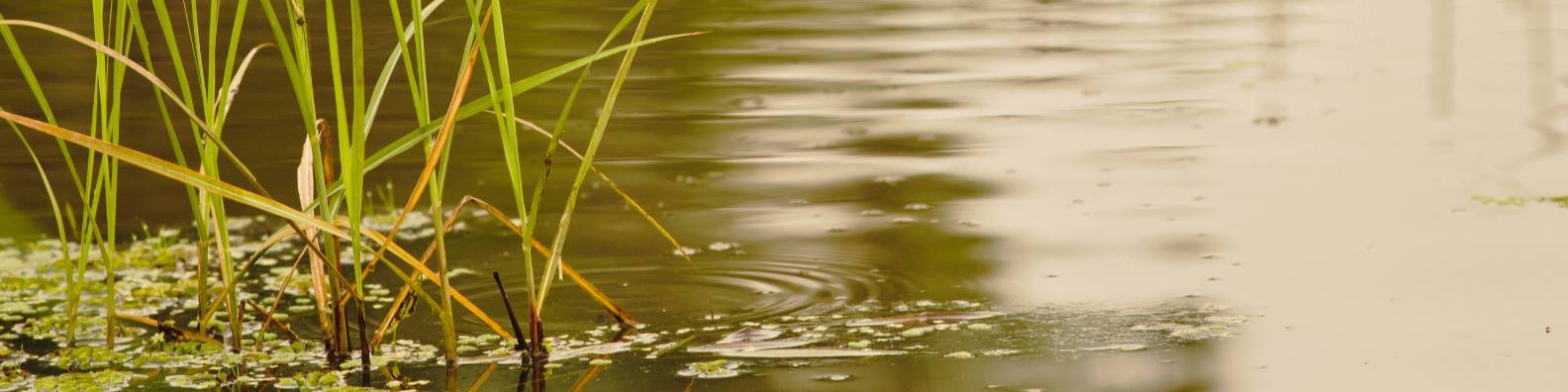 plantes aquatiques comestibles bienfaits
