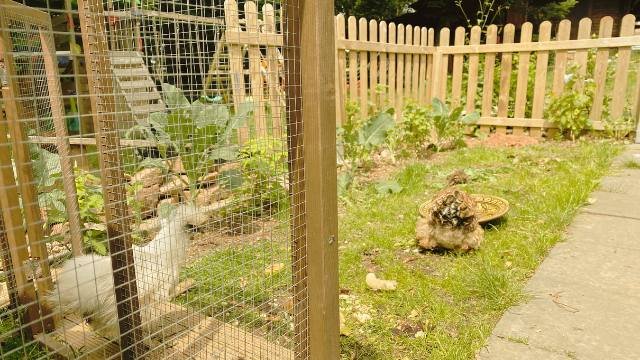 poules naines contre limaces escargots potager poules naines contre limaces escargots potager